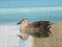 写真　野鳥