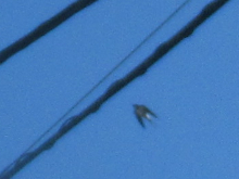 写真　野鳥