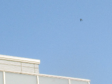 写真　野鳥