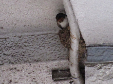 写真　野鳥