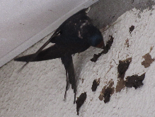 写真　野鳥