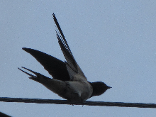 写真　野鳥
