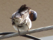 写真　野鳥