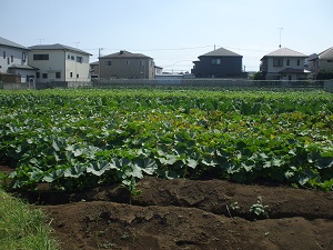 3nen6060