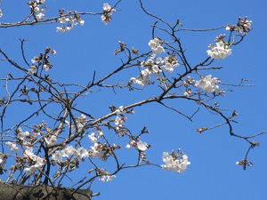 sakura