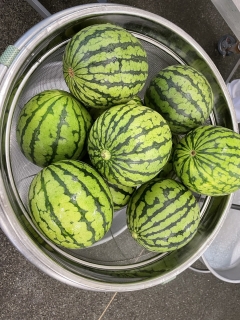 給食