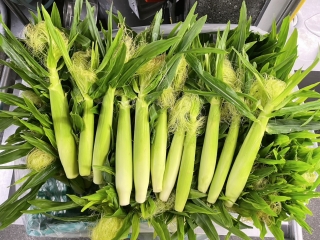 給食
