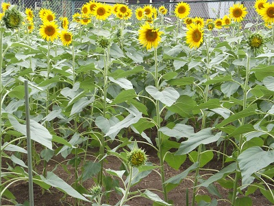 sunflower